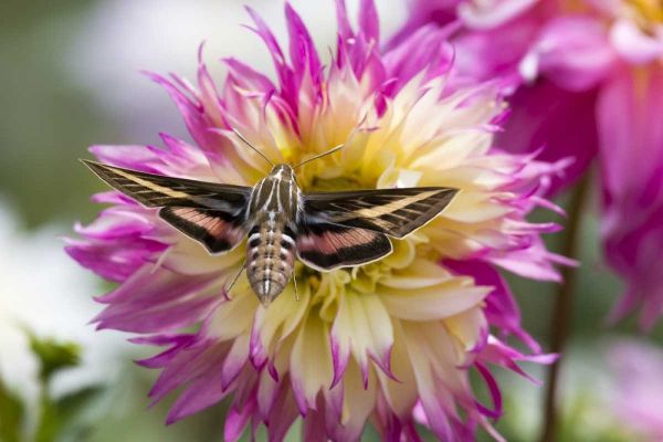 Colorado White-lined sphinx moth feeds on flower
